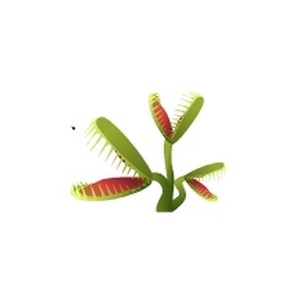 Jungle Venus Fly Trap